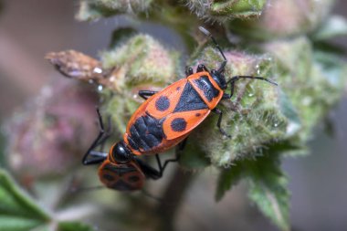Pyrrhocoris apterus güneşli bir günde bir bitkinin tepesinde çiftleşiyor. Yüksek kalite fotoğraf