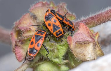 Pyrrhocoris apterus güneşli bir günde bir bitkinin tepesinde poz verdi. Yüksek kalite fotoğraf