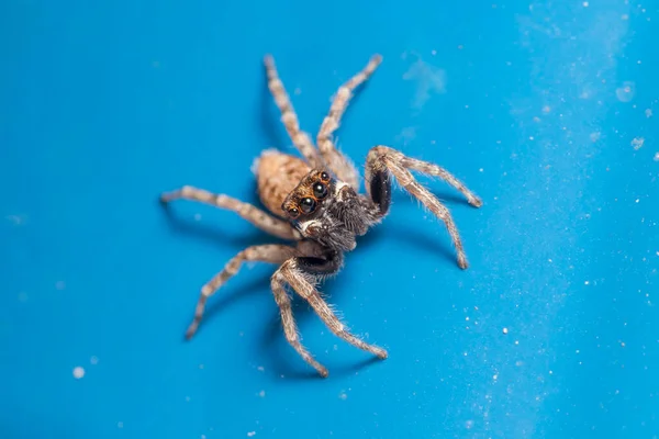 Das Weibchen Menemerus Semilimbatus Spinne Posierte Einem Sonnigen Tag Auf — Stockfoto