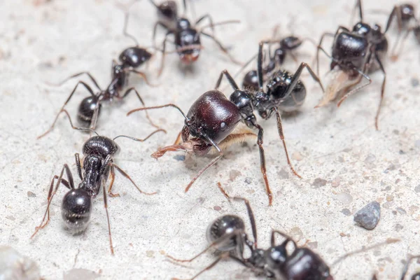 Messor Barbarus Ants Transporting Stuff Concrete Floor Sun High Quality — Stock Photo, Image