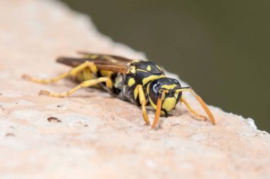 Polistes Dominula eşekarısı güneşin altındaki bir kayanın üzerinde dinleniyor. Yüksek kalite fotoğraf