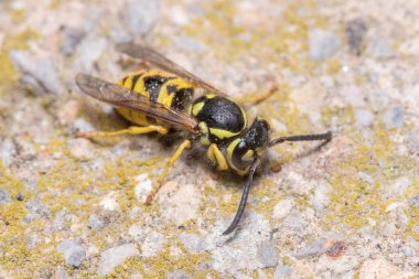 Güneşli bir günde beton bir duvarda dinlenen Vespula Germanica eşekarısı. Yüksek kalite fotoğraf