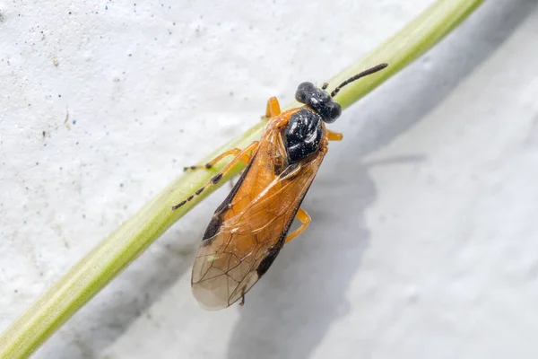 在阳光下 阿塔利亚 坎西利亚的锯木蝇在一根绿色的枝条上摆姿势 高质量的照片 — 图库照片