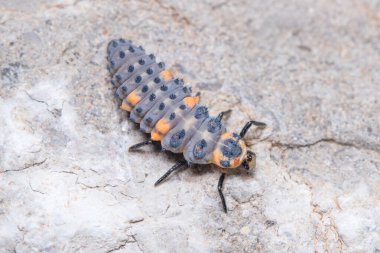 Yedi noktalı uğur böceği perisi, Coccinella semptempunctata, bir kayanın üzerinde yürüyor. Yüksek kalite fotoğraf