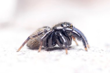 Euophrys herbigrada zıplayan örümceği güneşli bir günde beton bir duvara poz verdi. Yüksek kalite fotoğraf