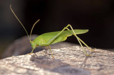 Orak taşıyıcı cırcır böceği, Phaneroptera sp, güneşli bir günde taş bir duvarda poz verdi. Yüksek kalite fotoğraf