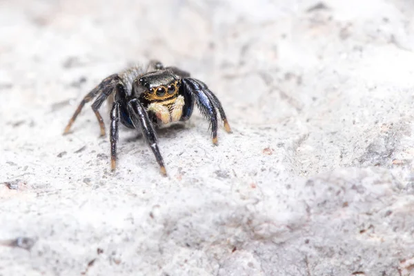 Euophrys Herbigrada Jumping Spider Posed Concrete Wall Sunny Day High — Stock Photo, Image