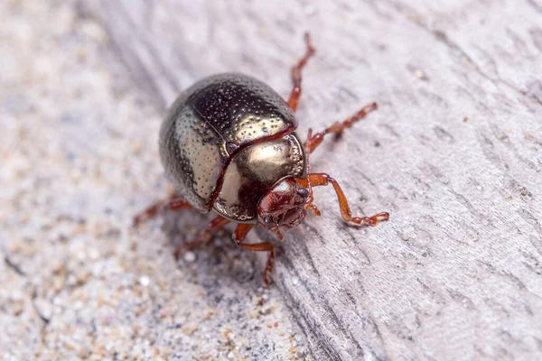 stock image Chrysolina bankii leaf beetle walking on a wooden floor on a sunny day. High quality photo