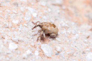 Sibinia primita buğday biti güneşli bir günde bir kayanın üzerinde yürüyor. Yüksek kalite fotoğraf