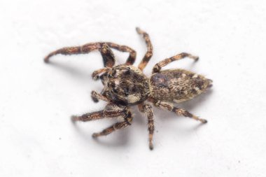 Makarnacı Nidicolens güneşin altında beyaz bir duvarda yürüyen zıplayan örümcek. Yüksek kalite fotoğraf