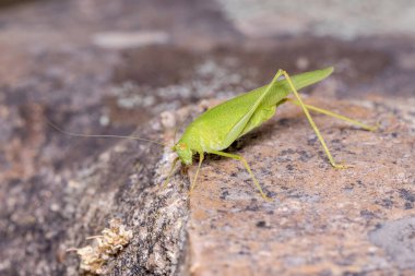 Orak taşıyıcı cırcır böceği, Phaneroptera sp, güneşli bir günde taş bir duvarda poz verdi. Yüksek kalite fotoğraf