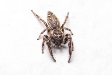 Makarnacı Nidicolens güneşin altında beyaz bir duvarda yürüyen zıplayan örümcek. Yüksek kalite fotoğraf