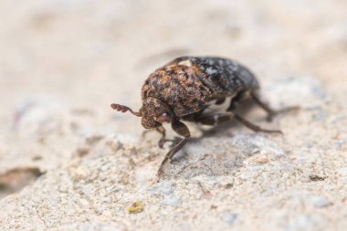 Carpet beetle Dermestes undulatus wolking on a rock under the sun. High quality photo