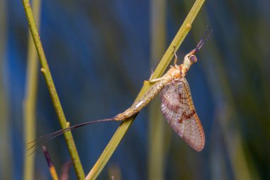 Ephemera lineata mayıs sineği güneşin altında bir dal üzerinde poz verdi. Yüksek kalite fotoğraf