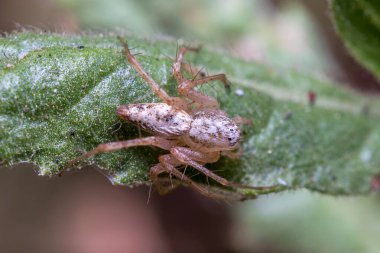 Oxyopes lynx spider resting on a green leaf under the sun. High quality photo