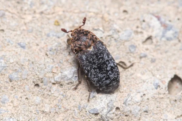 Carpet Beetle Dermestes Undulatus Wolking Rock Sun High Quality Photo Stock Kép