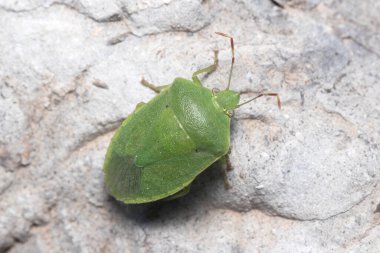 Southern green shield bug, Nezara viridula, walking on a rock under the sun. High quality photo