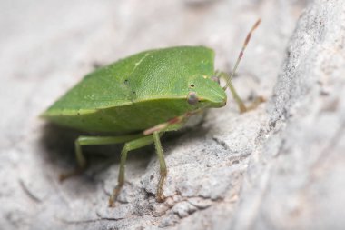 Southern green shield bug, Nezara viridula, walking on a rock under the sun. High quality photo