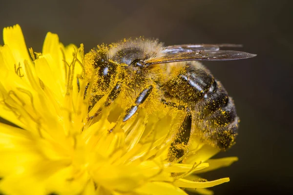 stock image Apis mellifera bee harvesting pollen from a yellow flower on a sunny day. High quality photo