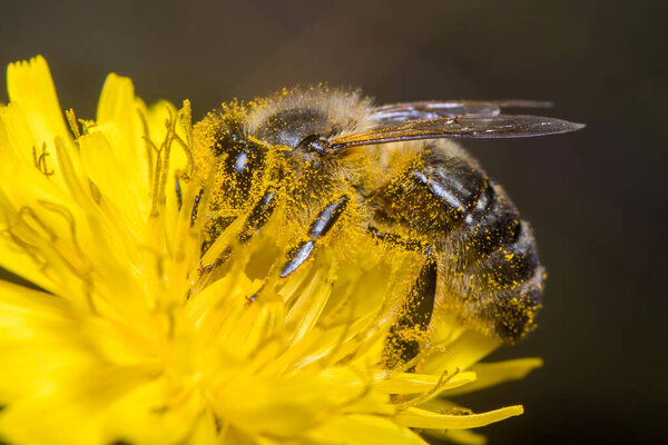 Apis mellifera bee harvesting pollen from a yellow flower on a sunny day. High quality photo