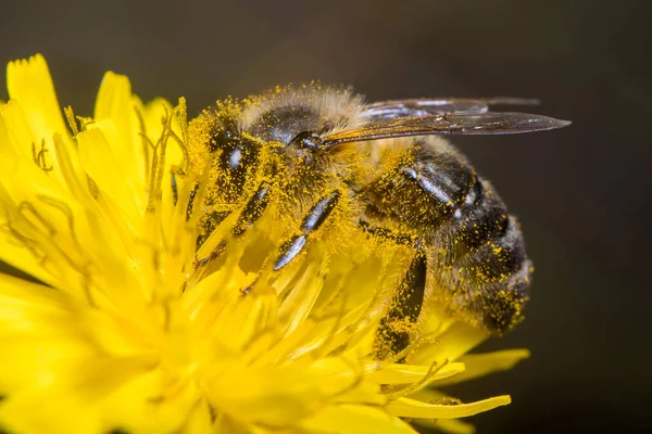 Apis Mellifera Bee Harvesting Pollen Yellow Flower Sunny Day High Stock Fotó
