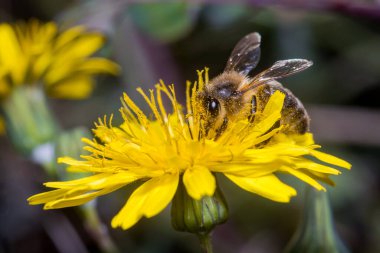 Apis mellifera bee harvesting pollen from a yellow flower on a sunny day. High quality photo