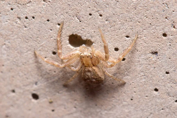 Xysticus sp. Örümcek beton bir duvarda avını bekliyor. Yüksek kalite fotoğraf