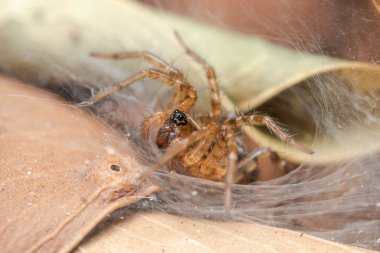 Funnel weaver spider, Textrix sp., waiting for preys on a sunny day. High quality photo