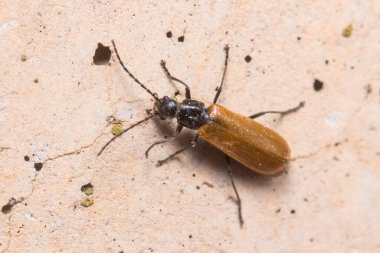 Soldier beetle Rhagonycha nigriventis walking on a concrete wall under the sun. High quality photo