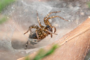 Funnel weaver spider, Textrix sp., waiting for preys on a sunny day. High quality photo