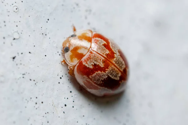 stock image Eighteen-spotted ladybird, Myrrha octodecimguttata, walks on a concrete wall on a sunny day. High quality photo