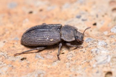 Scleron armatum böceği güneşli bir günde bir kayanın üzerinde yürüyor. Yüksek kalite fotoğraf