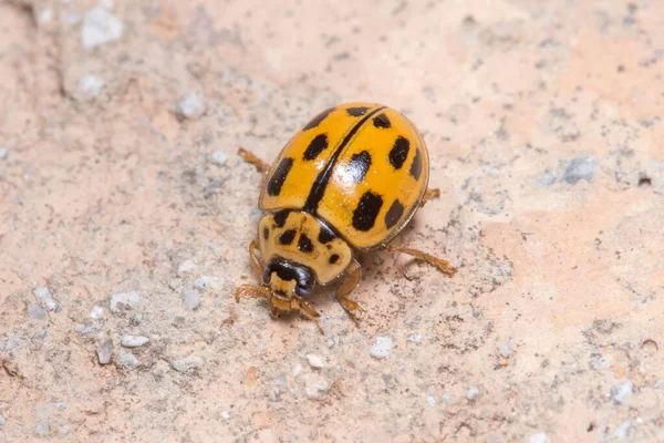 On dört benekli uğur böceği, Propylea quatuordecunctata, güneşin altındaki bir duvarda yürüyor. Yüksek kalite fotoğraf