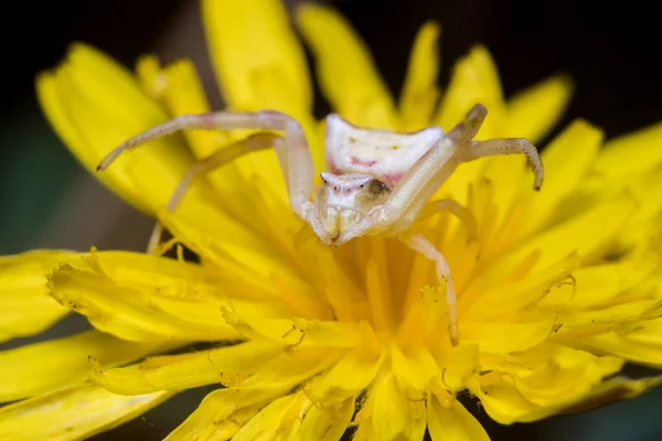 Female Thomisus Onustus Spider Posed Yellow Flower Sun High Quality — Stock Photo, Image