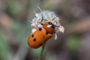 Tituboea sexmaculata böceği güneşin altındaki bir çiçeğe poz verdi. Yüksek kalite fotoğraf