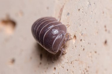 Roly Poly böceği, Armadillidium vulgare, güneşin altındaki beton bir duvarda yürüyor. Yüksek kalite fotoğraf