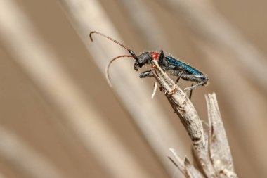 Certallum ebulinum böceği güneşli bir günde bir dal üzerinde yürür. Yüksek kalite fotoğraf