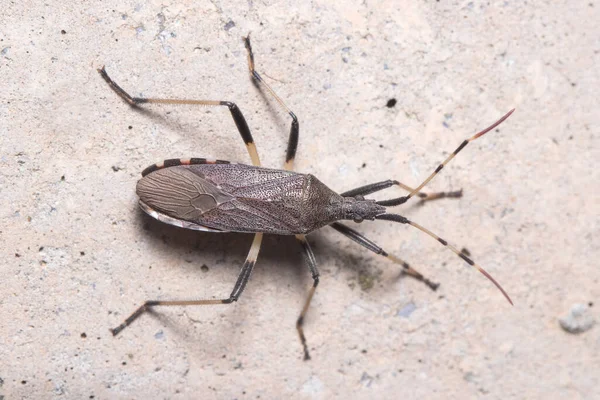 Dicranocephalus Albipes Verdadero Insecto Caminando Sobre Una Pared Hormigón Bajo —  Fotos de Stock