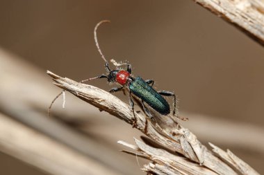 Certallum ebulinum böceği güneşli bir günde bir dal üzerinde yürür. Yüksek kalite fotoğraf