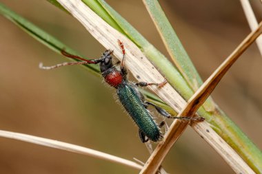 Certallum ebulinum böceği güneşli bir günde bir dal üzerinde yürür. Yüksek kalite fotoğraf