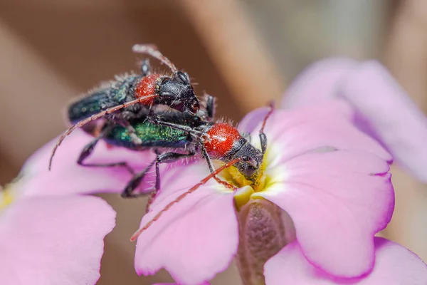 Couple Certallum Ebulinum Beetles Mating Top Purple Flower Sunny Day — Stock Photo, Image
