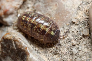 Roly Poly böceği, Armadillidium vulgare, güneşin altında beton zeminde yürüyor. Yüksek kalite fotoğraf