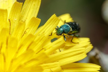 Yumuşak kanatlı çiçek böceği, Psilothrix viridicoerule, güneşin altında sarı bir çiçek üzerinde yürüyor. Yüksek kalite fotoğraf