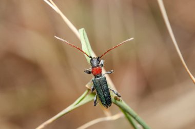 Certallum ebulinum böceği güneşli bir günde bir dal üzerinde yürür. Yüksek kalite fotoğraf