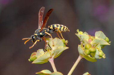 Polistes Dominula kağıt eşek arısı güneşli bir günde yeşil bir bitkiden besleniyor. Yüksek kalite fotoğraf