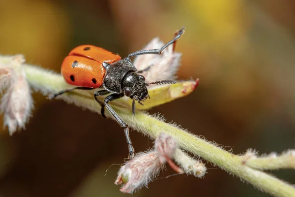 stock image Lachnaia sp. beetle walking on a twig on a sunny day. High quality photo