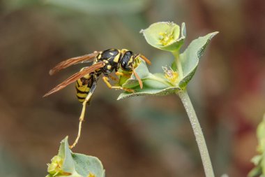 Polistes Dominula kağıt eşek arısı güneşli bir günde yeşil bir bitkiden besleniyor. Yüksek kalite fotoğraf