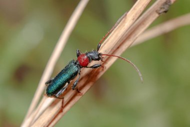 Certallum ebulinum böceği güneşli bir günde bir dal üzerinde yürür. Yüksek kalite fotoğraf