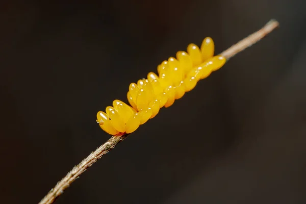 Telur Dari Ladybird Tujuh Tempat Coccinella Septempunctata Disiram Pada Ranting — Stok Foto