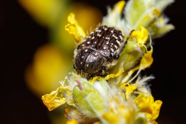 Beyaz benekli gül böceği, Oxythyrea funesta, güneşin altındaki sarı bir çiçekte poz verdi. Yüksek kalite fotoğraf